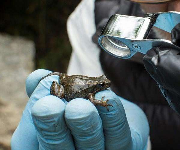 Please don't croak: Setting the mood to save Venezuelan frog