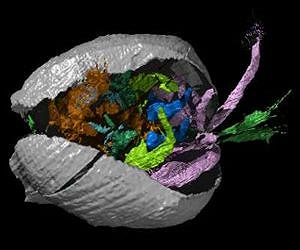 Discovery of tiny fossil new to science