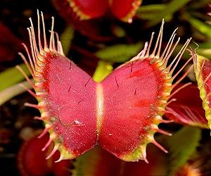 No Such Thing As A Free Lunch For Venus Flytraps