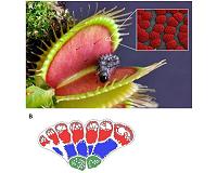 The Venus flytrap: From prey to predator