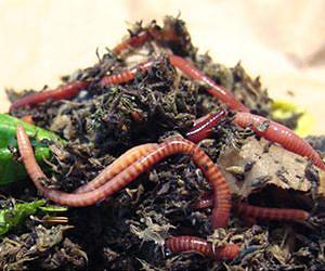 Vermicompost beneficial for organically grown tomatoes