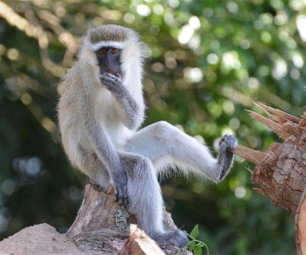The age of outbreaks: Experts warn of more animal disease threats