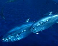 Fishing nations fail in bid to cut quotas for depleted bigeye tuna