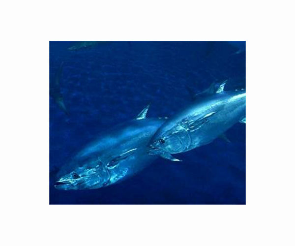 Bluefin tuna serve as global barometer of mercury pollution