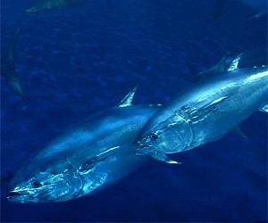 Bluefin tuna gets scant relief at fisheries meet