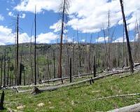 Drought alters recovery of Rocky Mountain forests after fire