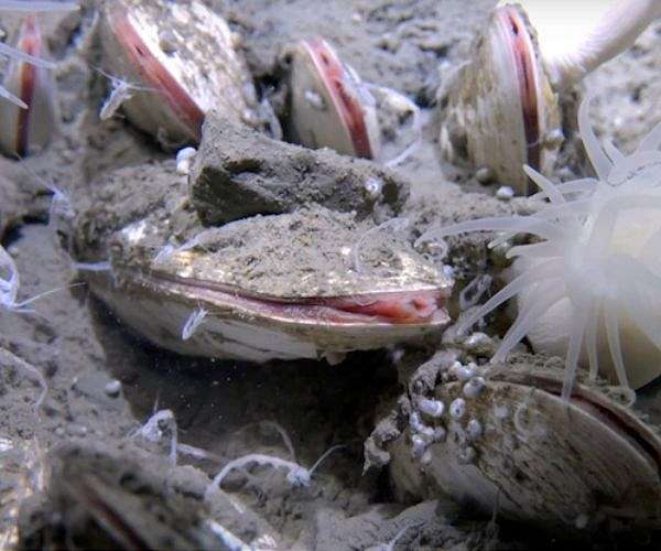 Chinese sub discovers deepest-ever creatures 10 km undersea