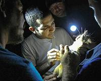 Endangered venomous mammal predates dinosaurs' extinction
