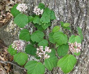 New native shrubs show promise for landscape, nursery industries