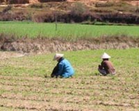 Vietnam to grow genetically modified crops: reports