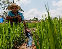 Genetic tweak makes plants use 25% less water