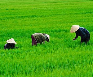 Global warming threatens Asian rice production: study