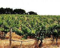 Alamo, French champagne vineyards vie for World Heritage status