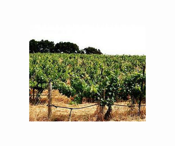 Grape expectations: India's biggest winemaker seeks millions