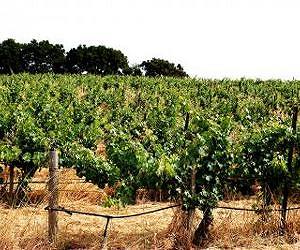 Geography has impact on grapevine moth's success in French vineyards