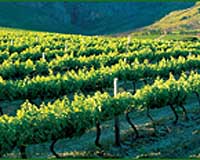 Napa vineyards losing water