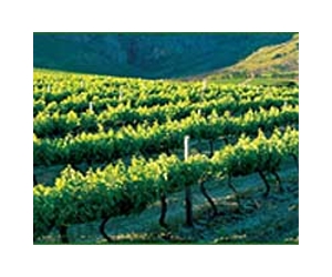 Pandas vs pinot as vineyards adjust to warming