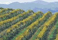 Climate Change in the Vineyards: The Taste of Global Warming