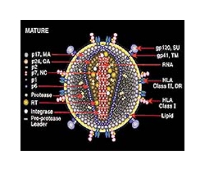 Scientists say vaccine temporarily brakes HIV