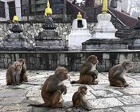 The link between virus spillover, wildlife extinction and the environment