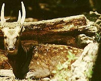Rare deer found on Philippine island: scientists