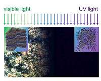 Controlling thermal conductivity of polymers with light