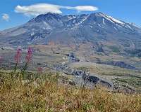 After a volcano erupts, bird colonies recover
