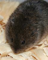 Bizarre Rodent Traits Deepen Mystery Of Genetics and Evolution