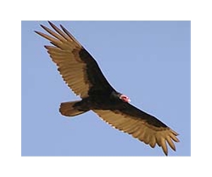 African vultures at risk from poisoning