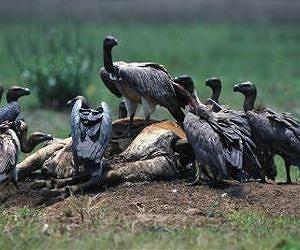 Cambodia remains last vulture bastion in Southeast Asia