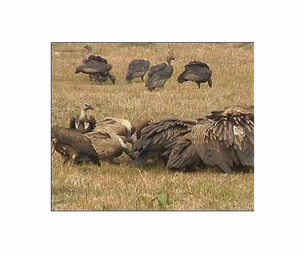 Endangered vultures killed in S.Africa poisoning; Japan arrests 3 with suitcases filled with hermit crabs