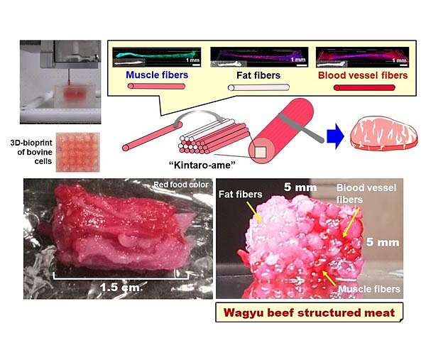 First 3D-bioprinted structured Wagyu beef-like meat unveiled