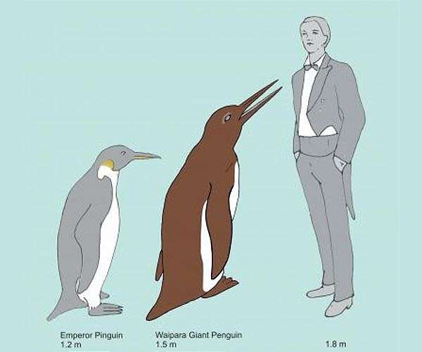 New Zealand schoolchildren discover new species of giant penguin