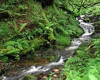 Climate Change Impacts Stream Life