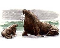 Walrus Calves Stranded By Melting Sea Ice