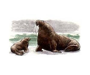 Doubt about prehistoric 'killer walrus'