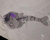 Burgess Shale fossil site gives up oldest evidence of brood care