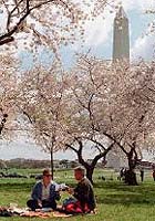 America's 20th Century Bloom