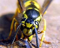 Trained Wasps May Be Used To Detect Bombs, Bugs, Bodies And More
