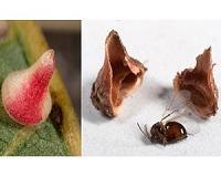 Fossil wasps show little change in Southern California habitats since Ice Age
