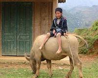 Lal Teer and BGI jointly announce the complete sequence of water buffalo