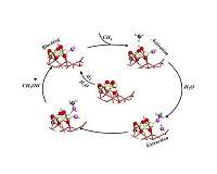Water is key in catalytic conversion of methane to methanol