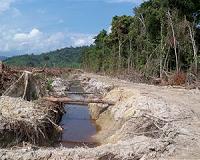 Forest-destroying palm oil powers cars in EU