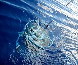 Ocean Acidification Changes Nitrogen Cycling In World Seas