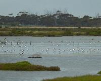 Methane climate change risk suggested by proof of redox cycling of humic substances