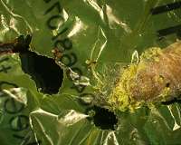 A plastic-eating caterpillar