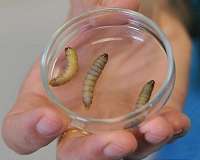 Caterpillar found to eat shopping bags, suggesting biodegradable solution to plastic pollution