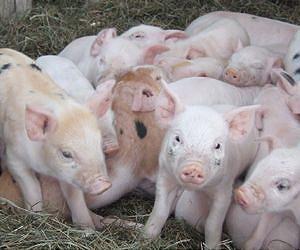 Veterinary scientists track the origin of a deadly emerging pig virus in US