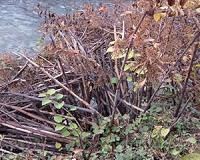 Are invasive plants a problem in Europe? Controversial views among invasion biologists