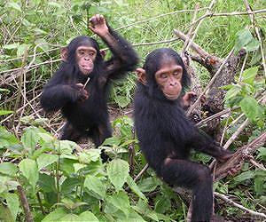 Chimpanzees have human-like personalities